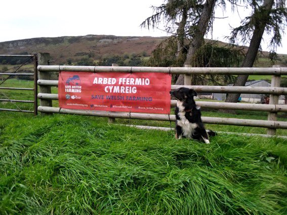 r1chardf1tzg3r1's tweet photo. #AgricultureBill Monday

@WelshConserv MPs vote ?

Ensure #foodsafety 

#SaveWelshFarming 

#Senedd2021 

@fmwales @WelshLabour @Adamprice @Plaid_Cymru @ConHome @craig4monty @NFUCymru 
@BritishSave @roger_scully @visitwales 
@BBCWalesNews @ITVWales @Channel4News @WalesOnline https://t.co/shhR2iOxGJ