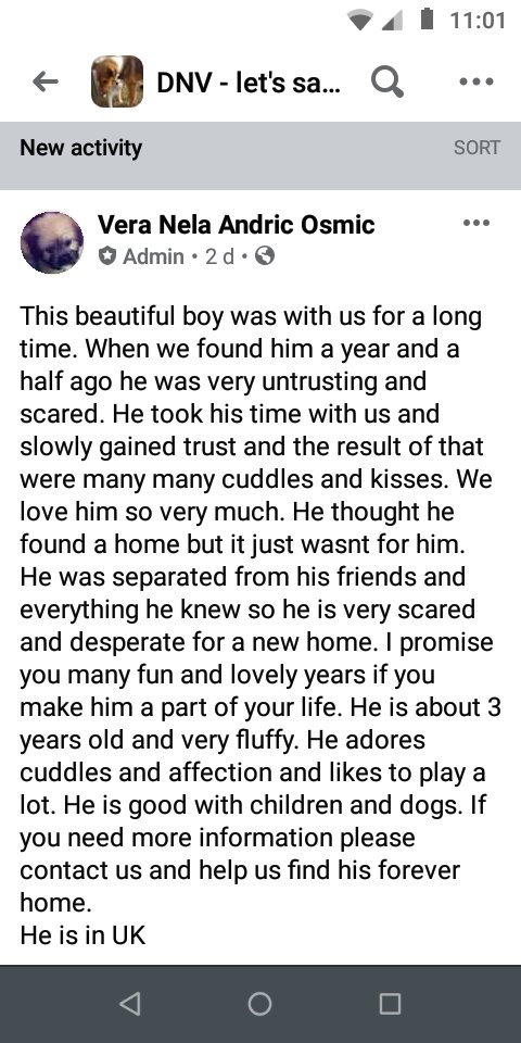 SCDRFundraisers's tweet photo. This little fella is already in the UK &amp; really needs to find his furever home. Your patience and love would be rewarded with lots of kisses &amp; cuddles. Please DM me for adoption info or RT to all your doggy loving followers 🐾 https://t.co/9MRxWfrXz4