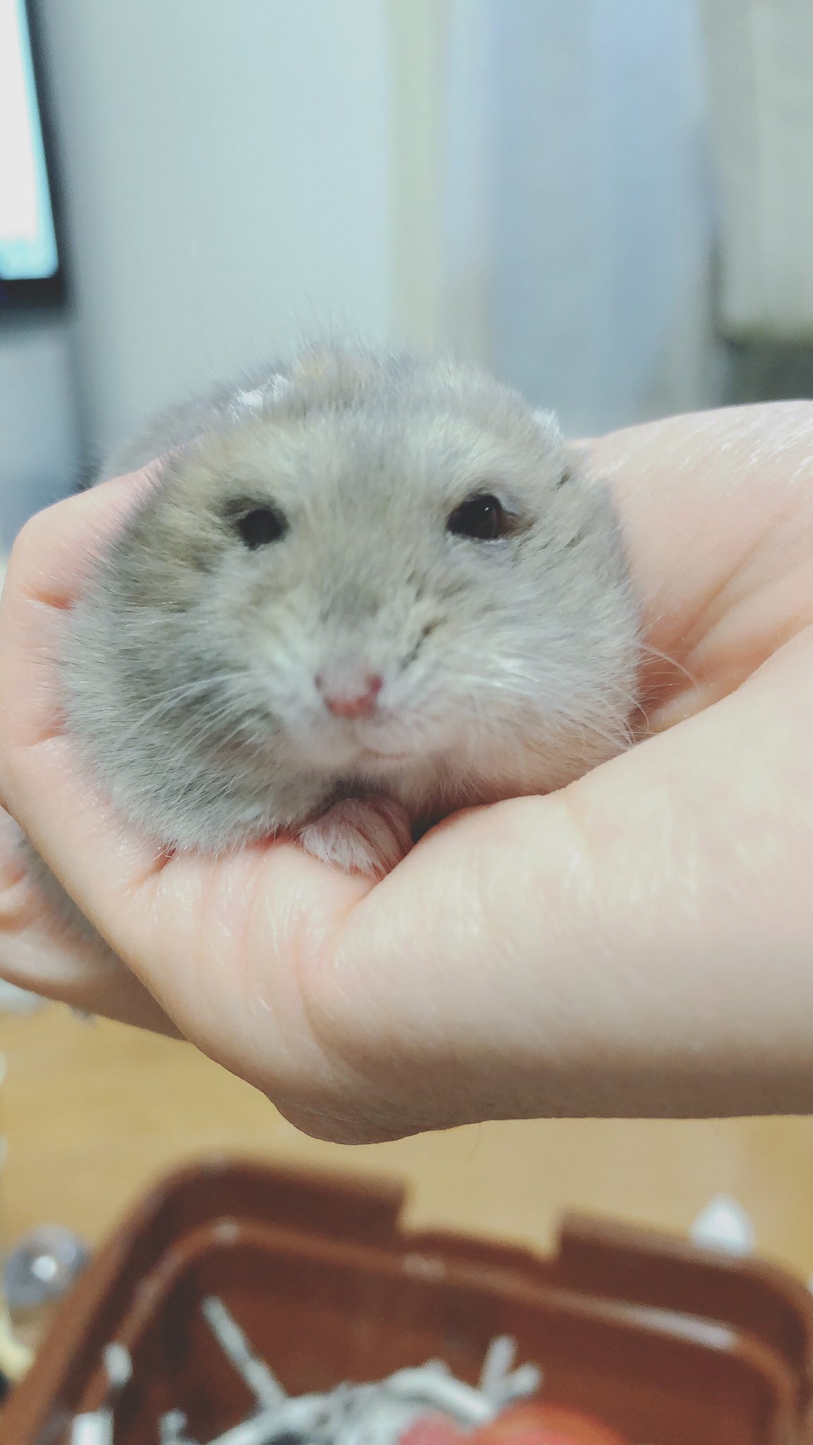 ぷーちゃんの家 胡麻丸です ツムツムみたい ハムスター ブルーサファイア ジャンガリアン ハムスター好きと繋がりたい T Co Sz3jsf19gc Twitter