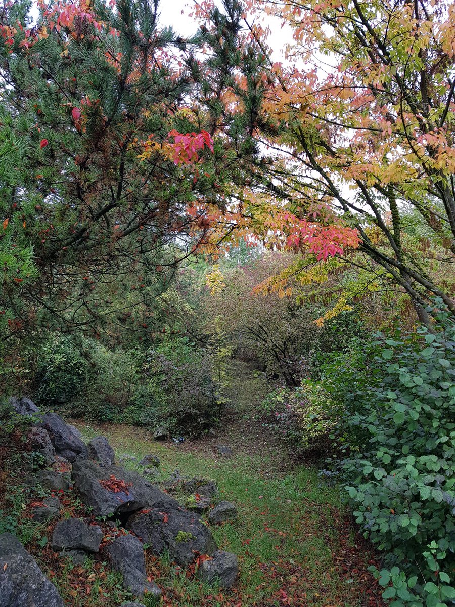 lissi 🧝🏻‍♀️ tweet media