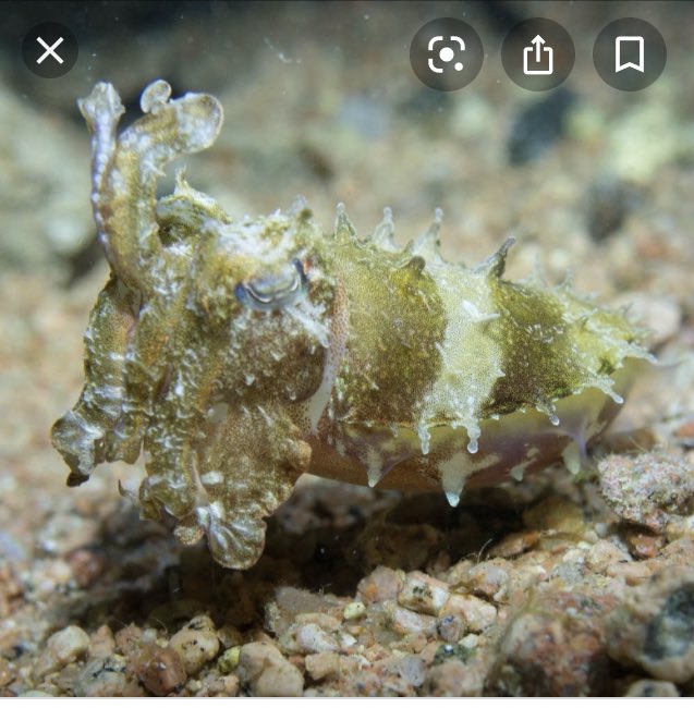 ScottishJenbel's tweet image. This is a cuttlefish. It has made itself look like a shell but it still remains a cuttlefish *even though it looks like a shell*. It wants everyone to think it is a shell. But it’s still a cuttlefish.