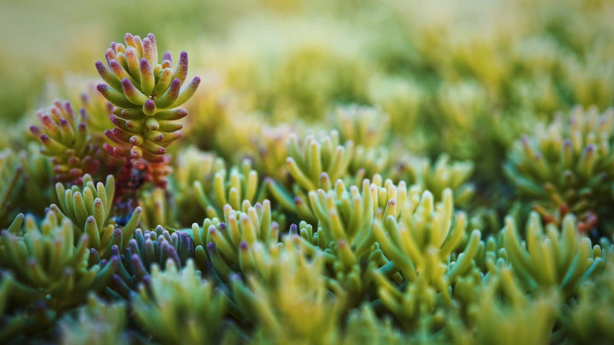 🌱#GREENROOF #FACTFRIDAY! 🌱
DID YOU KNOW that a green roof system will hold and slowly release quantities of water during storms, reducing the flooding effect caused by excessive rainwater runoff.
#roofing #waterproofing #specification #specifier #essexgreeenroofing