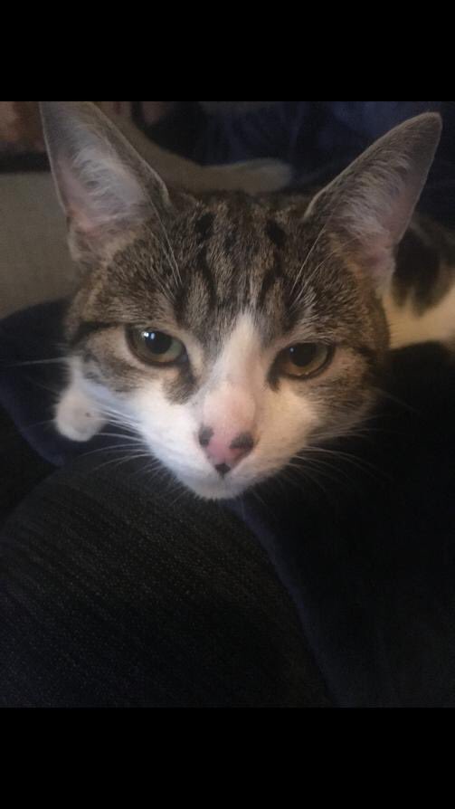 tarquinwood23's tweet photo. Josie went out at 2pm Tuesday and has not yet come home. Please send positive vibes for her happiness and wellbeing. https://t.co/lsQH9YKPhI