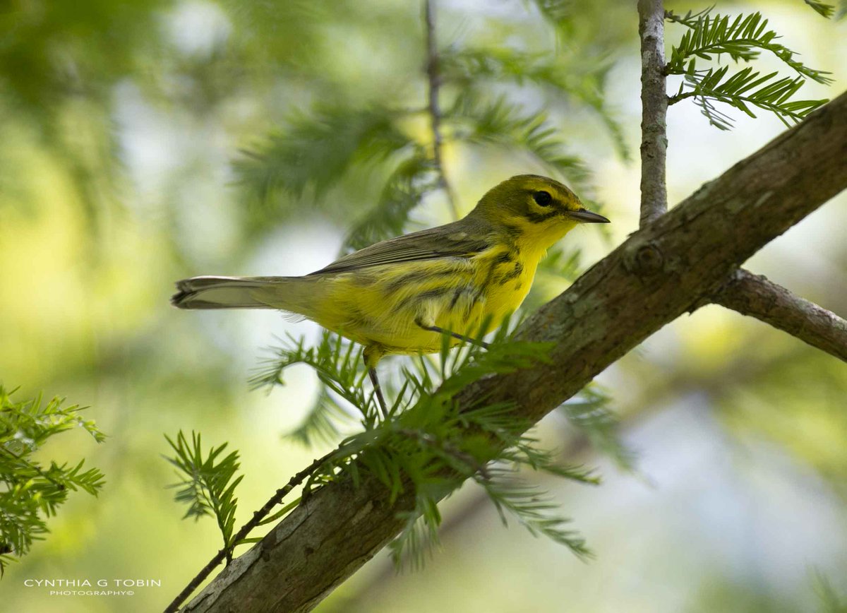 smartwoman123's tweet photo. A prairie warbler to brighten the day... #birds #warblers #prairewarbler https://t.co/83G76u4BhS