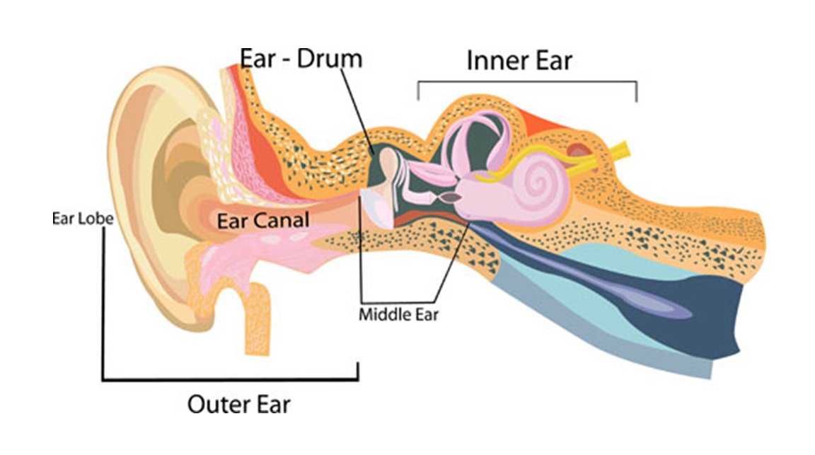 Normally, the eardrum vibrates when there's sound. The sound pressure waves enter your ear canal, causing the eardrum to vibrate and sending a cascade of motion through your inner ear. This motion eventually leads to an electrical signal in your brain, allowing you to hear 5/13