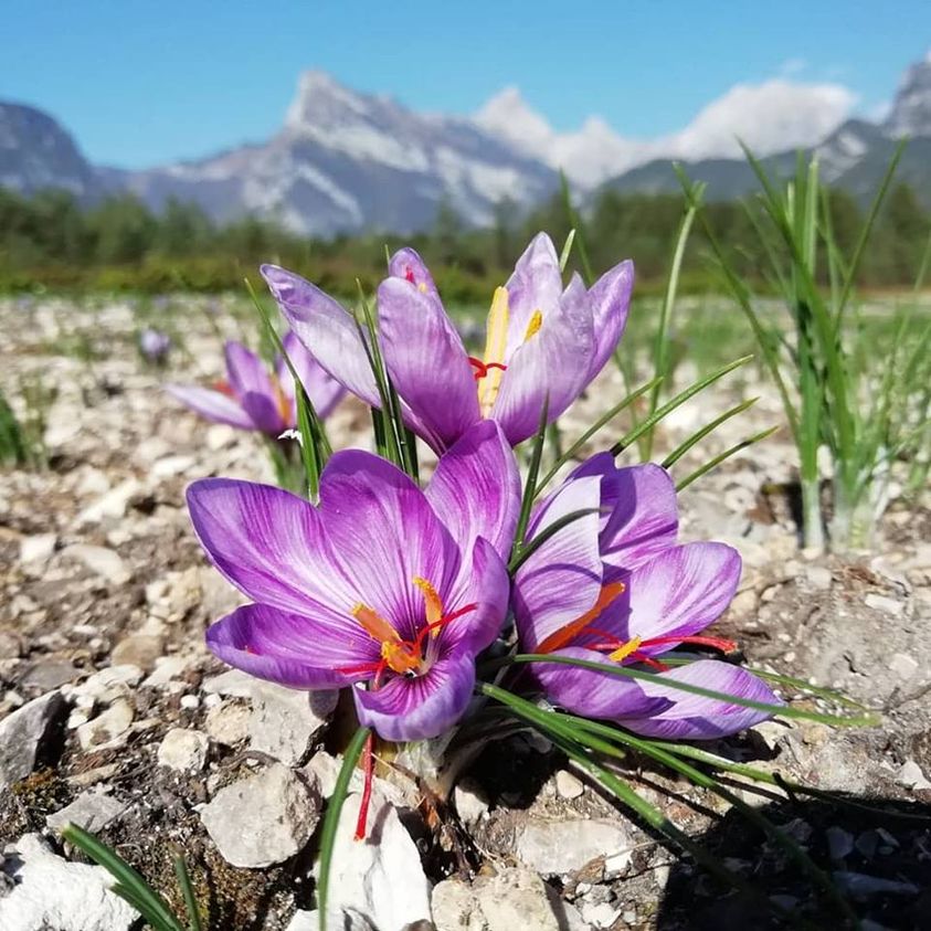 DolomitesUNESCO's tweet photo. Vi aspettiamo a #Longarone Fiere lunedì #12ottobre alle ore 14.00 per il #convegno "#Dolomiti #UNESCO:
l’eccellenza incontra la qualità in agricoltura e nell'enogastronomia" L’ingresso è gratuito previa iscrizione qui: https://t.co/6q24NI2x1Q https://t.co/fZaNsD73Z7