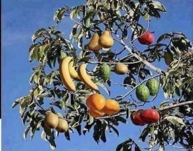 This tree that grows in 💩Swami’s backyard is one of its kind.
Now you know why an apple becomes orange at noon & banana at night.🥺
#JusticeForRhea⚖️
#SupportRhea🕊