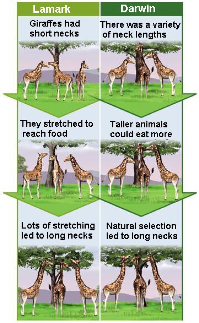 Esta teoría sostiene q el bebé jirafa tiene el cuello más largo pq sus padres tuvieron que estirar el cuello para llegar a las ramas altas de los árboles.O q el hijo del herrero tiene brazos fuertes pq su padre tuvo q curtir sus brazos en la herrería.Diferencias con Darwin