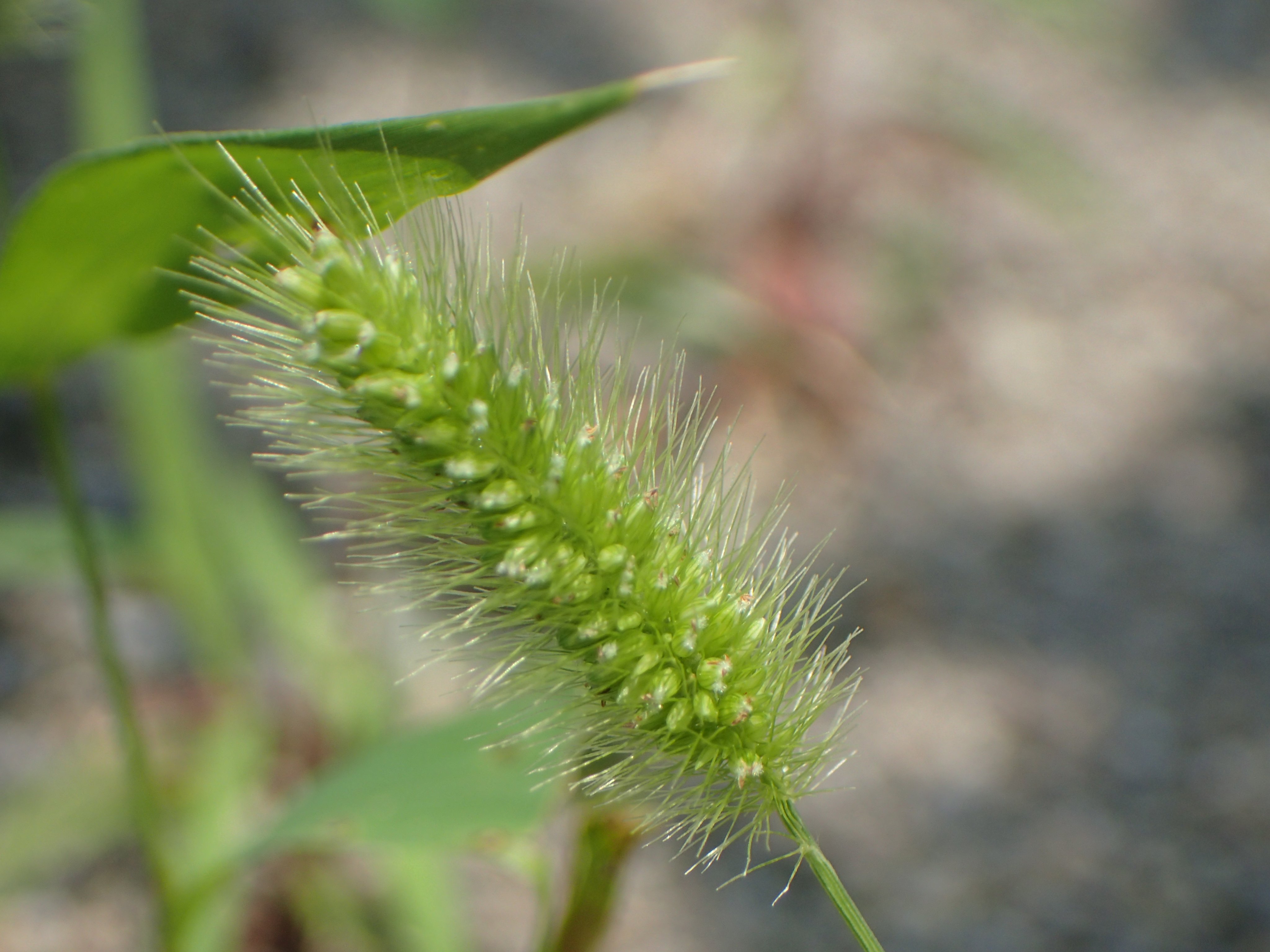 تويتر 今いねぇ やけに植物に詳しい悟空 على تويتر ひゃ 地球には猫じゃらしいっぺぇいんな 1枚目から エノコログサ アキノエノコログサ キンエノコロ コツブキンエノコロだ 今の時期 地球の公園とか河川敷っちゅう場所に行くといろんな猫じゃらしが
