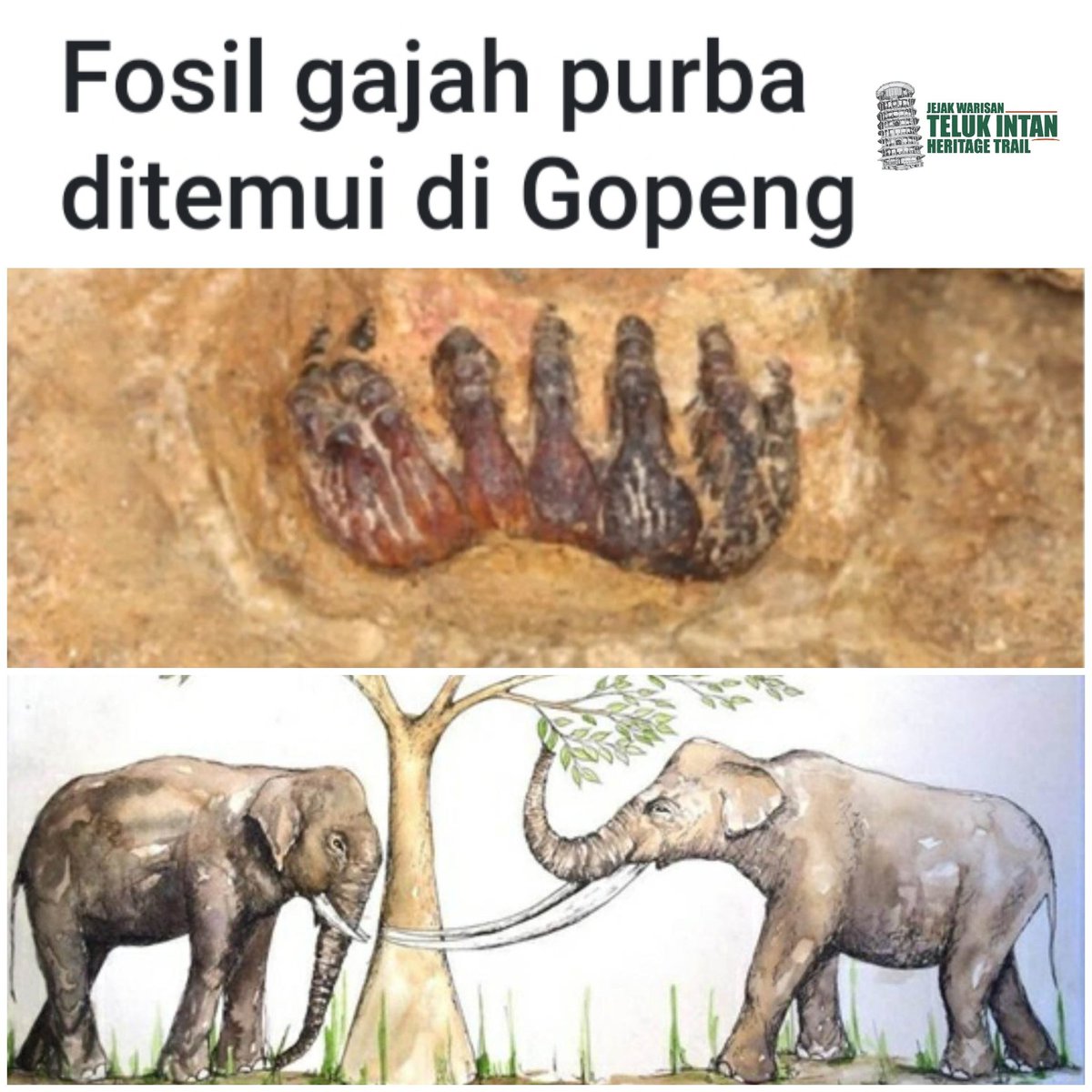 TelukIntanTrail's tweet photo. Kami dari Jejak Warisan Teluk Intan ingin mengucapkan tahniah dan syabas buat pengkaji serta saintis dari Universiti Malaya yang berjaya menjumpai fosil gajah Stegodon di dalam sebuah gua di Gopeng. https://t.co/UiXLjgp65T