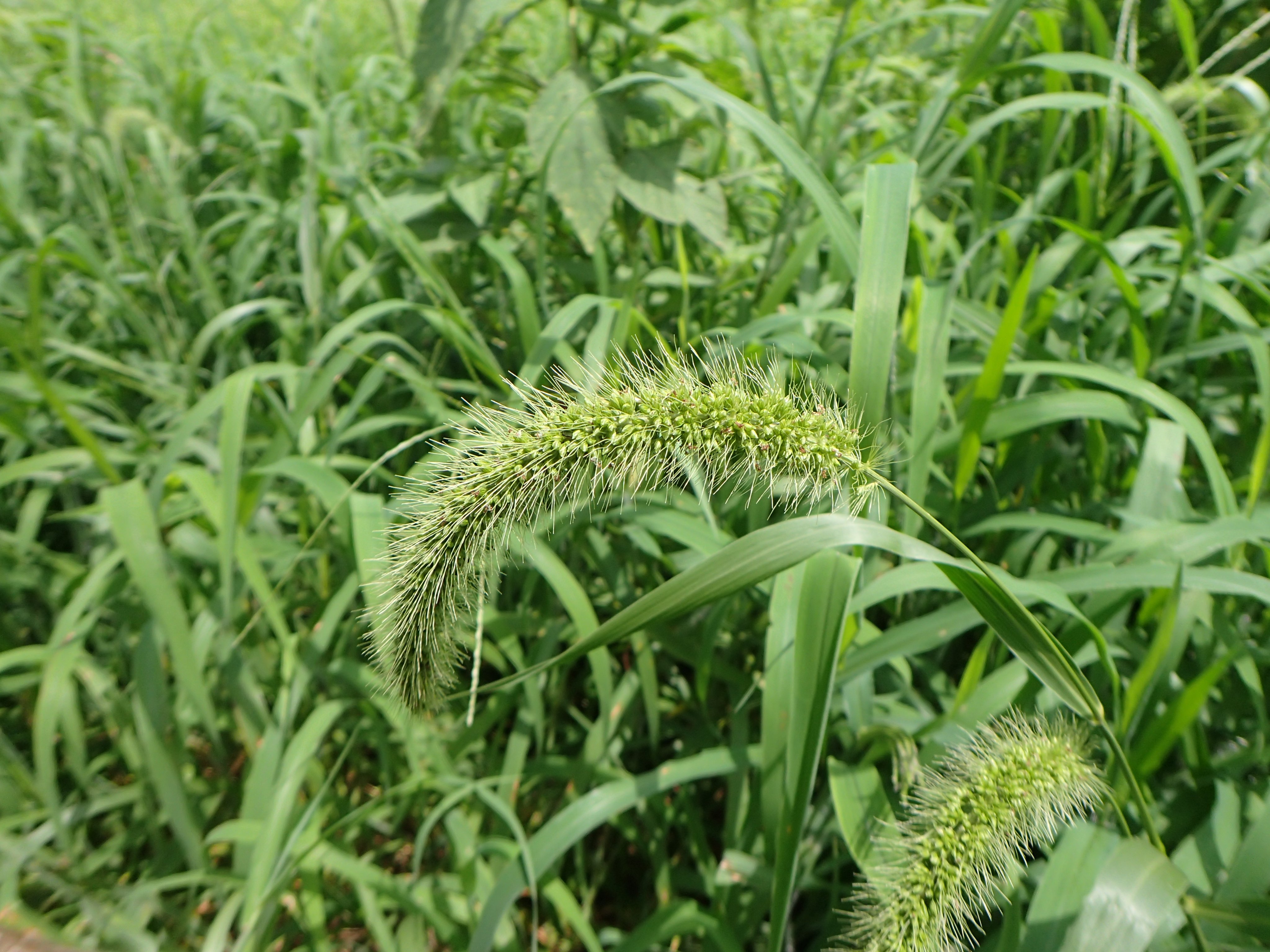 今いねぇ やけに植物に詳しい悟空 ひゃ 地球には猫じゃらしいっぺぇいんな 1枚目から エノコログサ アキノエノコログサ キンエノコロ コツブキンエノコロだ 今の時期 地球の公園とか河川敷っちゅう場所に行くといろんな猫じゃらしがいっぺぇ