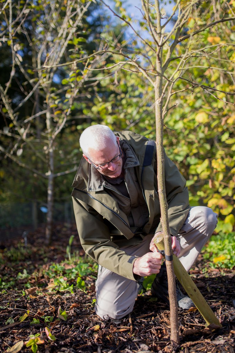 The_RHS's tweet photo. Don’t forget that if you’re planning to grow a tree of hope, planting a tree is best done between October and April.

Follow our 10 simple steps to get your tree off to a good start - https://t.co/161Ws8QT7F

#GrowAtHome https://t.co/yxAPrZactJ