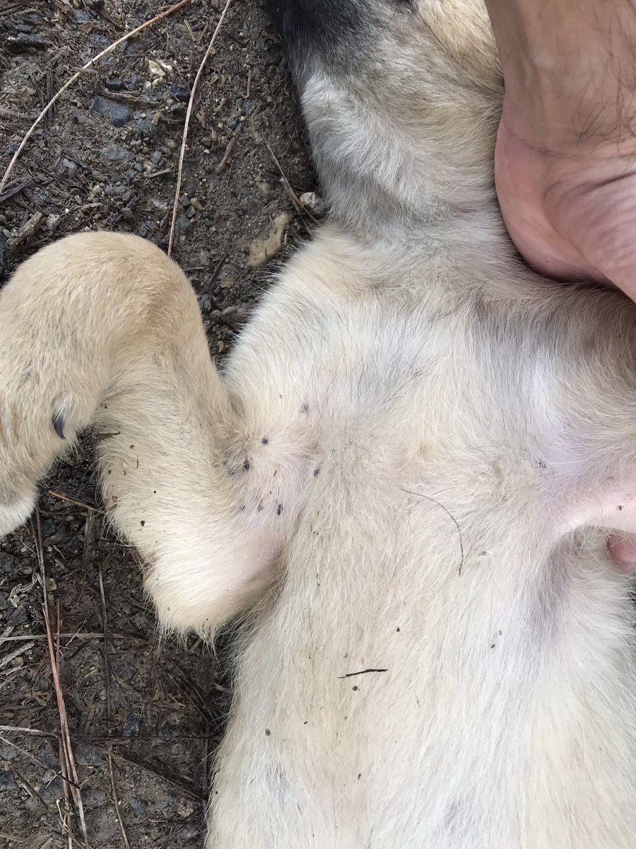 Merhabalar, aşağı karaman köyündeki mezarlık yanında çeşme var, bu yavrucak heryeri kene içerisinde duruyor. Ayıklamaya çalıştım ama yüzlerce var, yardım edin lütfen 🙏 <a href="/ANTALYABB/">ANTALYA BÜYÜKŞEHİR</a> <a href="/konyaaltibld/">Konyaaltı Belediyesi</a> <a href="/AvSemihEsen/">Semih Esen</a> <a href="/AntalyaHayvan/">Antalya Hayvan Hakları (AHH)</a>