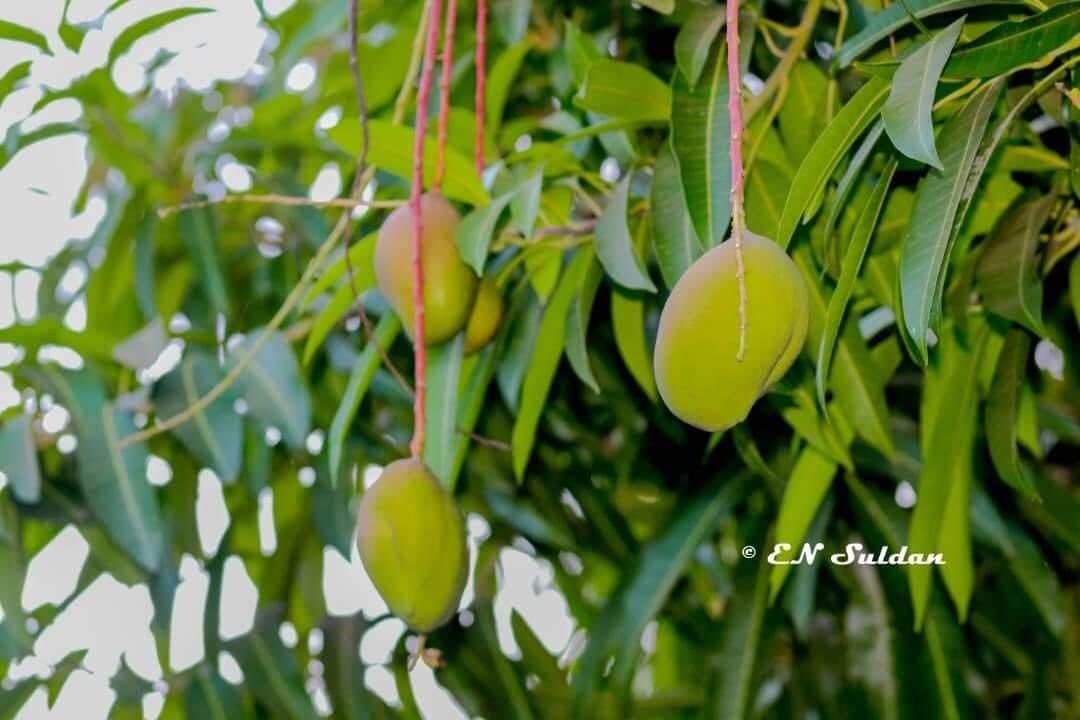 fortunhassan's tweet photo. Sodhawada Jimco wanaagsan 🙋‍♀️📸 En suldan https://t.co/bCAZhviSXf