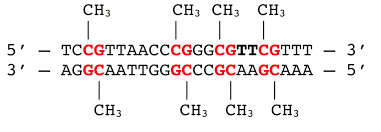 Las marcas epigenéticas son compuesto moleculares que modifican el  y determinan que los genes se expresen o se silencien.En el ADN, la metilacion de la citosina y la adenina son las más conocidas (aunque hay más).