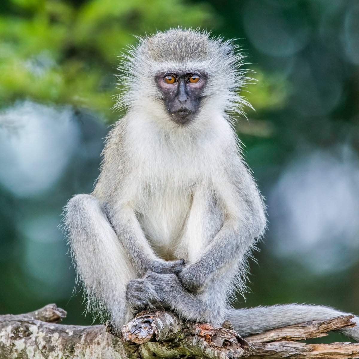 In light of focusing on animals &amp; their habitats for October, these little guys are sometimes considered pests in urban areas, but with society encroaching on their living spaces, we try to protect their preferred habitat; acacia woodland along streams, rivers, and lakes.