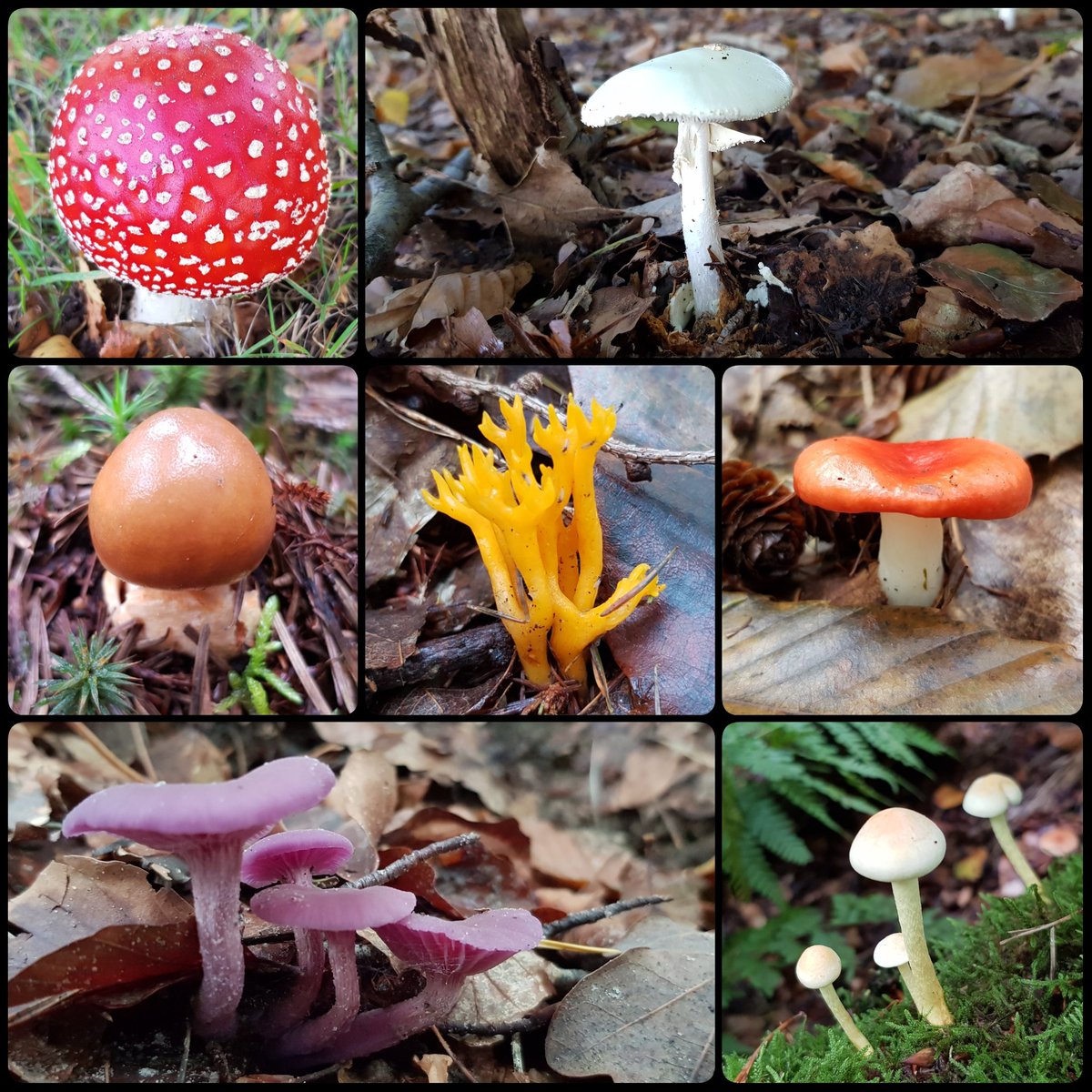 Oh dy fantastyske hjerstkleuren #herfst #paddenstoel #hjerst #poddestoel #poddestuollen #herfstkleur #autumncolor #bakkefean