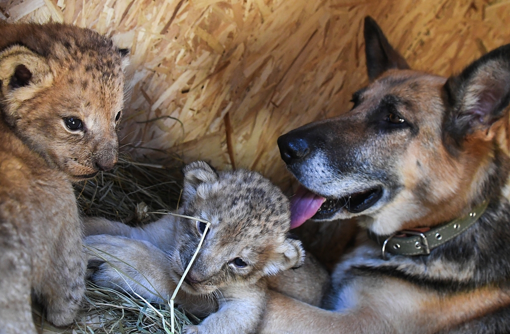 عاطفة تتجاوز الحدود!🐶🦁

التقطت الكاميرا "ساندرا"، كلب الراعي الألماني يبلغ من العمر ثماني سنوات، وهو يداعب شبلي أسد تركتهما والدتهما في قرية كيباريسوفو في #روسيا.
