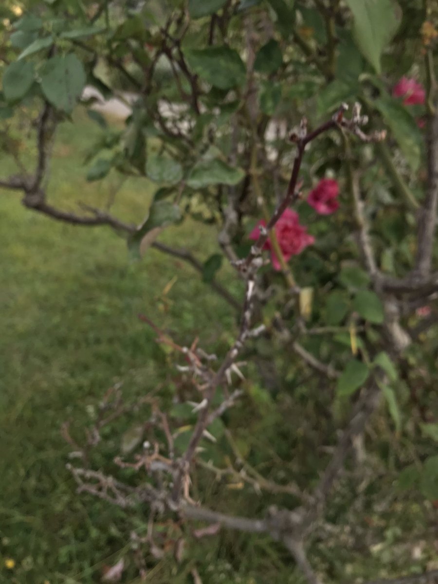 Fournier Brigitte tweet media