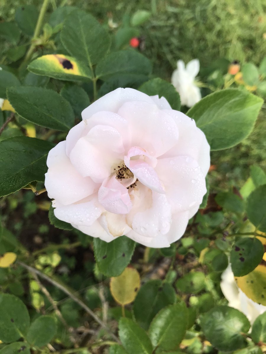 Fournier Brigitte tweet media