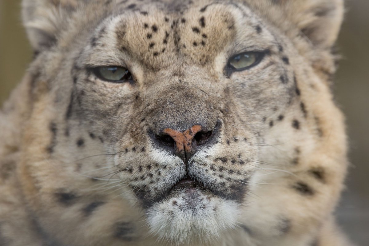 Boop a snoot.

#SnowLeopard #LittleNose #Boop #WelshMountainZoo #ZooAnimals #ZooLife #TenTopNorthWales #Snowdonia360

.
.

📷 Photo by Mike Jenner