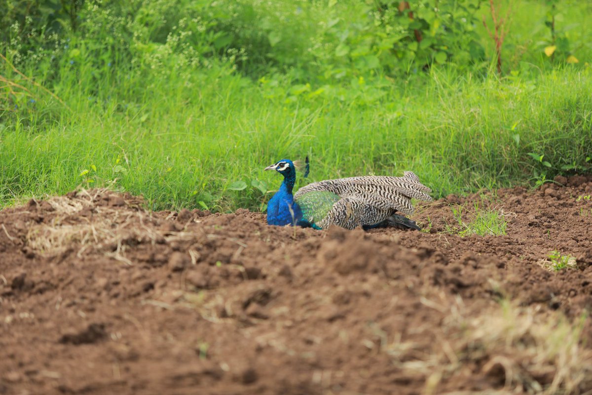Report from Dakshin Vrindavan meadowsIn a significant development, an auspicious Peacock couple has decided to make the Dakshin Vrindavan premises their home. They have nested in the meadow grounds and are eagerly awaiting their new ones to hatch. When approached,(1)