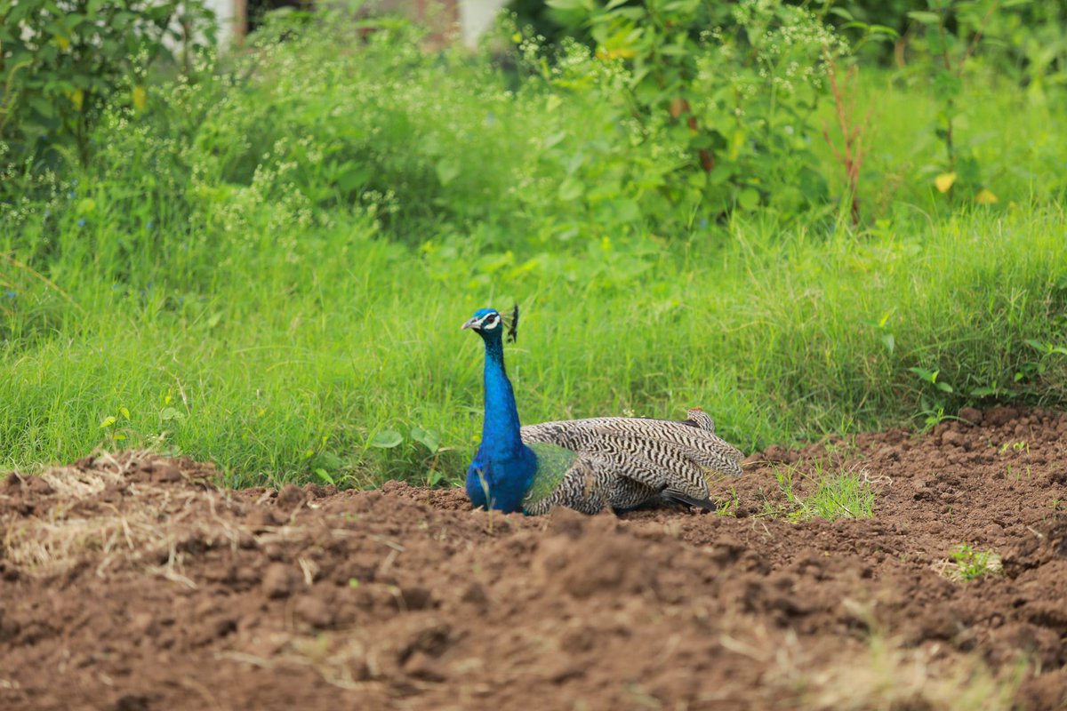 Report from Dakshin Vrindavan meadowsIn a significant development, an auspicious Peacock couple has decided to make the Dakshin Vrindavan premises their home. They have nested in the meadow grounds and are eagerly awaiting their new ones to hatch. When approached,(1)
