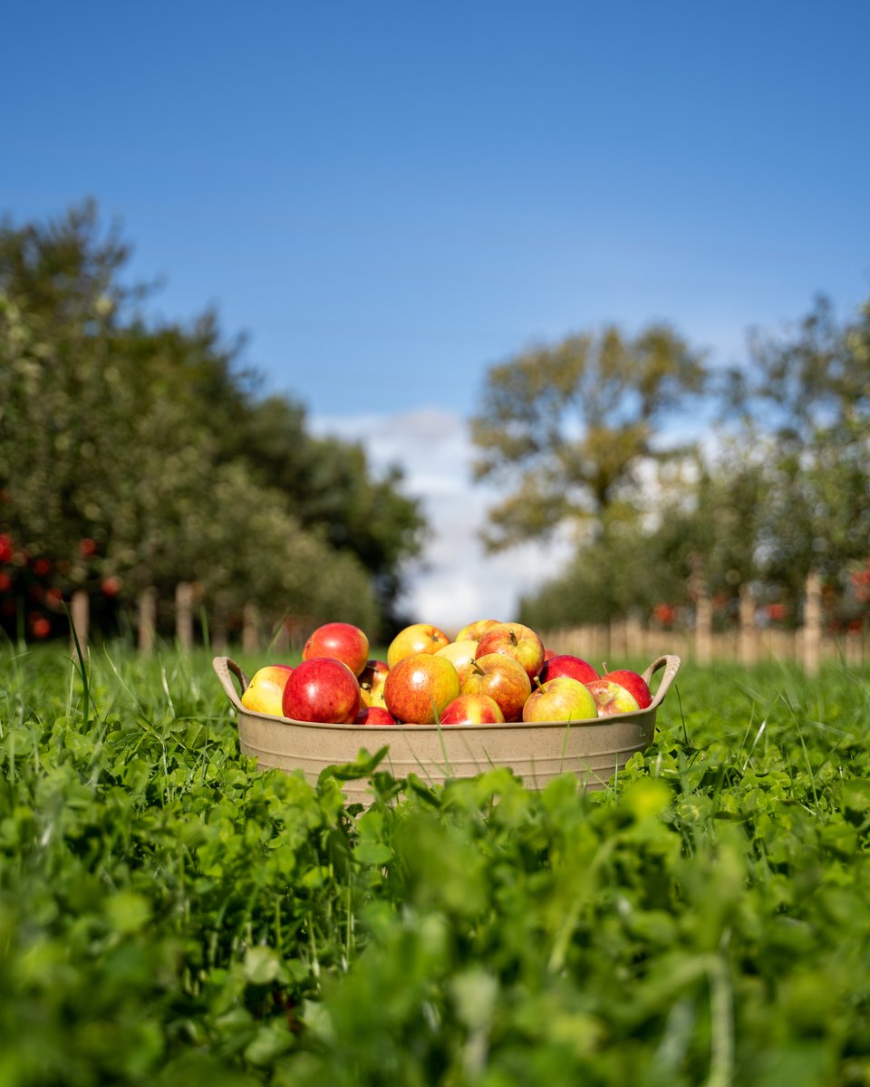 Lost Orchards tweet media