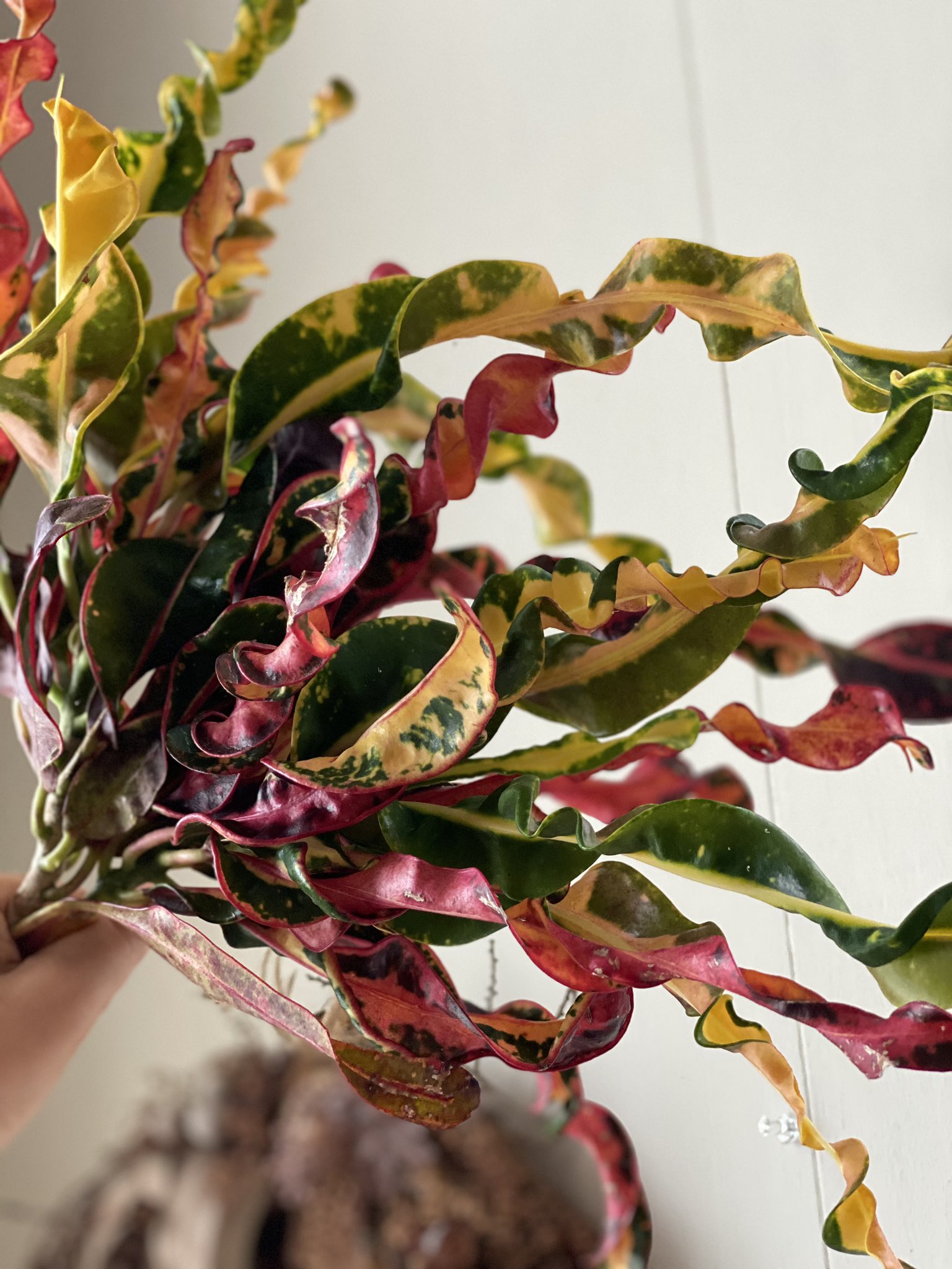 與那嶺綾子 シエスタ 沖縄 クロトンは100種類くらいあるといわれてます 実家にも様々な種類のクロトンが 小さな頃から目にしていた暮らしのそばの植物です オンラインレッスン植物 東京に発送 琉球ボタニカルガーデンスワッグ 作り Zoomレッスン