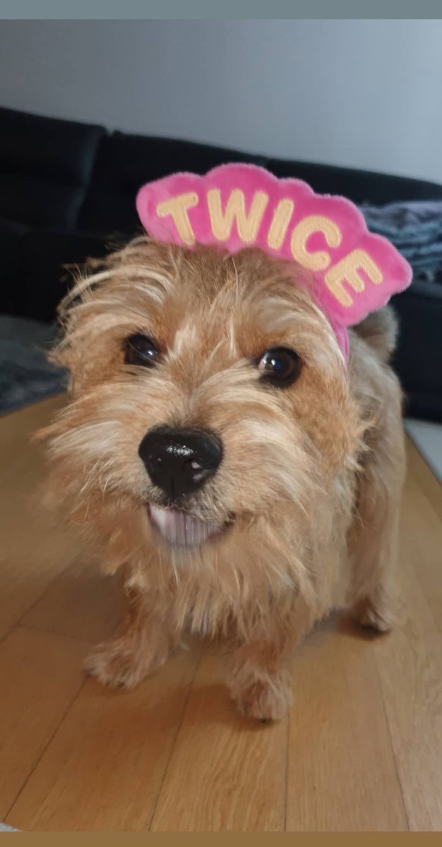 misayeon's tweet photo. TWICE's IG story update (Boo 🐶)

#TWICE #트와이스 @JYPETWICE https://t.co/7a1syeKfcI