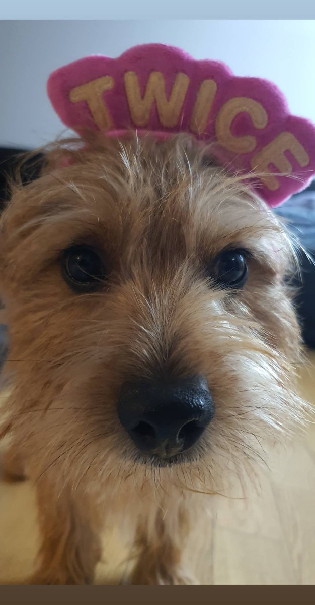 misayeon's tweet photo. TWICE's IG story update (Boo 🐶)

#TWICE #트와이스 @JYPETWICE https://t.co/7a1syeKfcI