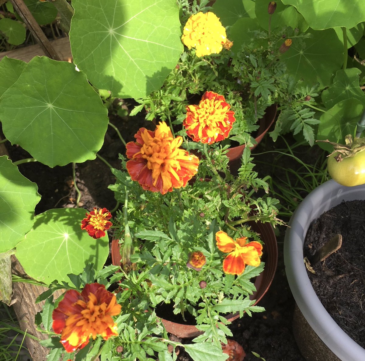 Daily, I remain amazed at how things continue to grow in the garden, even as we approach the second week of October with frequent heavy rains and cold. Seeing the petunias, French marigolds and nasturtium which I sowed, still flowering in all their beauty, fills me with such joy.