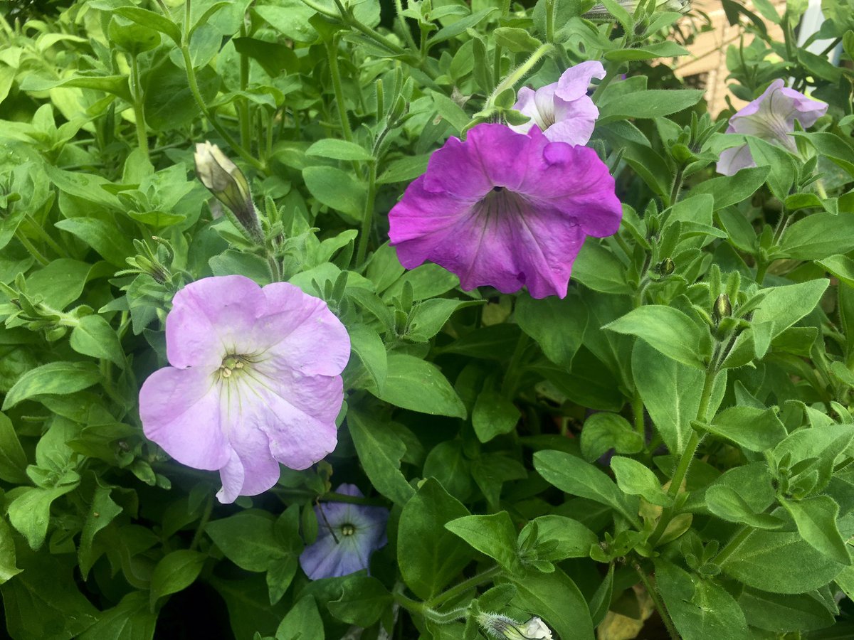Daily, I remain amazed at how things continue to grow in the garden, even as we approach the second week of October with frequent heavy rains and cold. Seeing the petunias, French marigolds and nasturtium which I sowed, still flowering in all their beauty, fills me with such joy.
