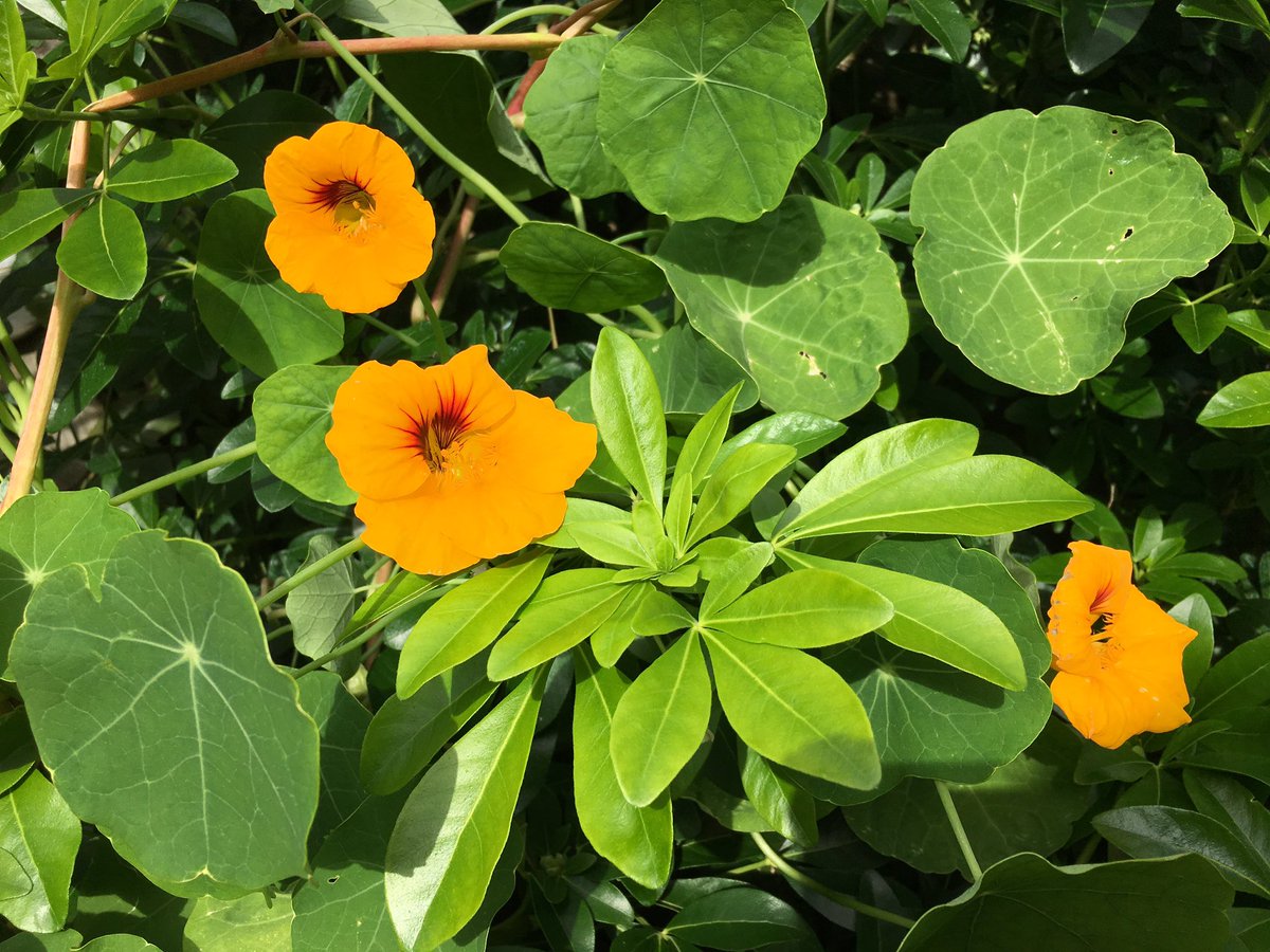 Daily, I remain amazed at how things continue to grow in the garden, even as we approach the second week of October with frequent heavy rains and cold. Seeing the petunias, French marigolds and nasturtium which I sowed, still flowering in all their beauty, fills me with such joy.