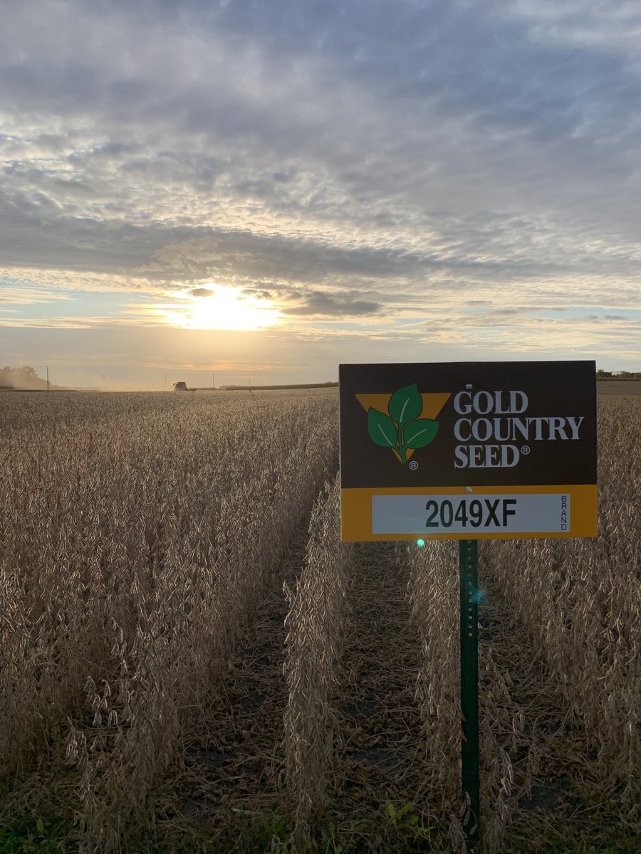 Happy XtendFlex Friday!   ⁦⁦@goldcountryseed⁩ 2049XF A bean that is Made For Minnesota.  Very good on IDC, White mold and SDS. Probably matures more like a 1.9 but has the yield you are looking for.  Talk to your Gold Country Seed dealer today! ⁦<a href="/BayerTraits/">Bayer Traits & Systems</a>⁩