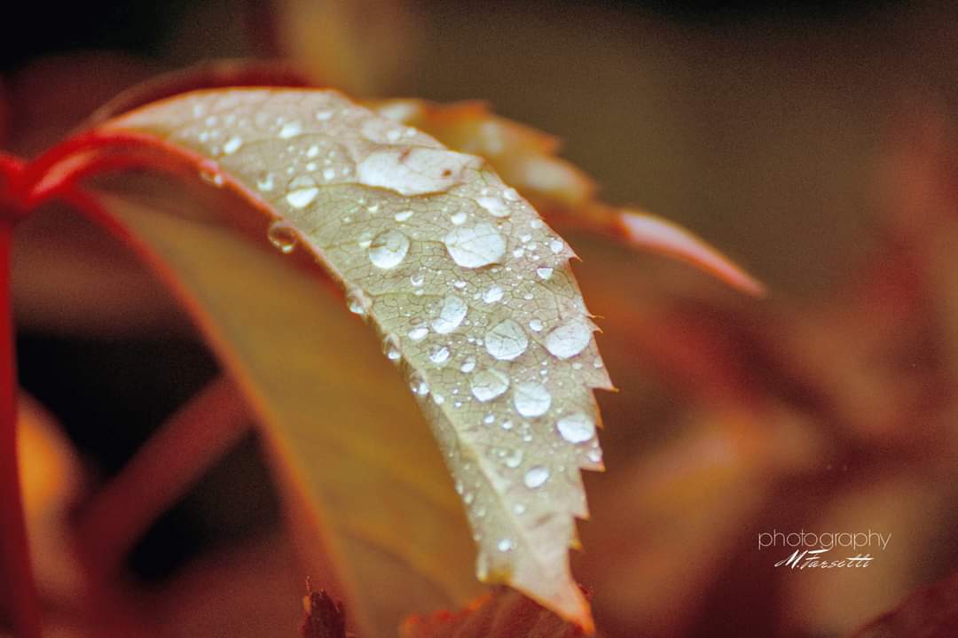 FarsettiM's tweet image. Trochę szaro...
#atumn #autunno #jesień #nature #leaf #foglia #liść #drops #gocce #krople #Poland #Polonia #Polska