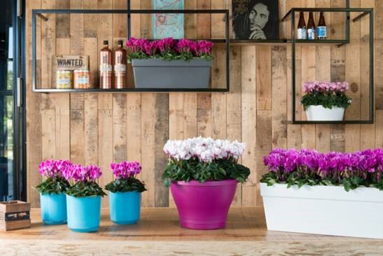 ValleienVeluwe's tweet image. We werken samen aan circulaire manier van rioolwater zuiveren, aan waardevol water! Zo gebruikt plantveredelingsbedrijf @Schoneveldbreeding rioolwater in hun productieproces. Hoe? Volg het #waardevolwatersymposium op 16 oktober! #circulair #LIFEprogramm bit.ly/30Hoxjy