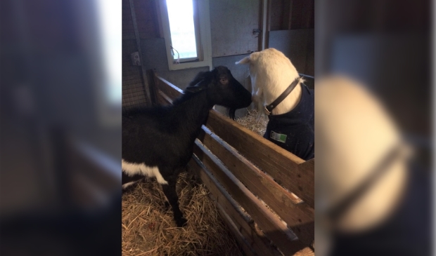 Geitje kinderboerderij De Kreek dood: 'Stop met voeren' -  groot-westland.nl/nieuws/algemee…