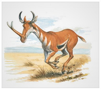 Extinct Animals 🦣🦤 on Twitter: Extinct Animals 🦣🦤 on Twitter: