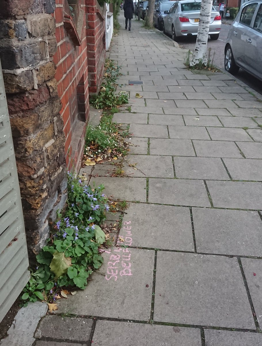 The Daubeney area of Hackney, East London was made glyphosate-free a year ago. In this single street, I counted 62 plant species of 26 families. 75% of British insects feed on a *single* plant family. Just imagine how much wildlife a street like this can support...  #MoreThanWeeds