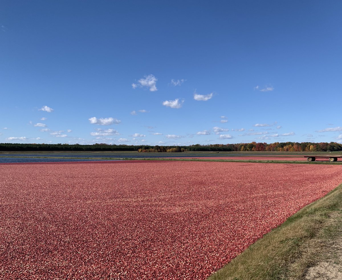 LeslieHolland_'s tweet photo. This week I got to experience my first #cranberry harvest! And I definitely got my feet wet 😆
Happy National Cranberry Month! @WIFruitNews https://t.co/nMtkPPkjoo
