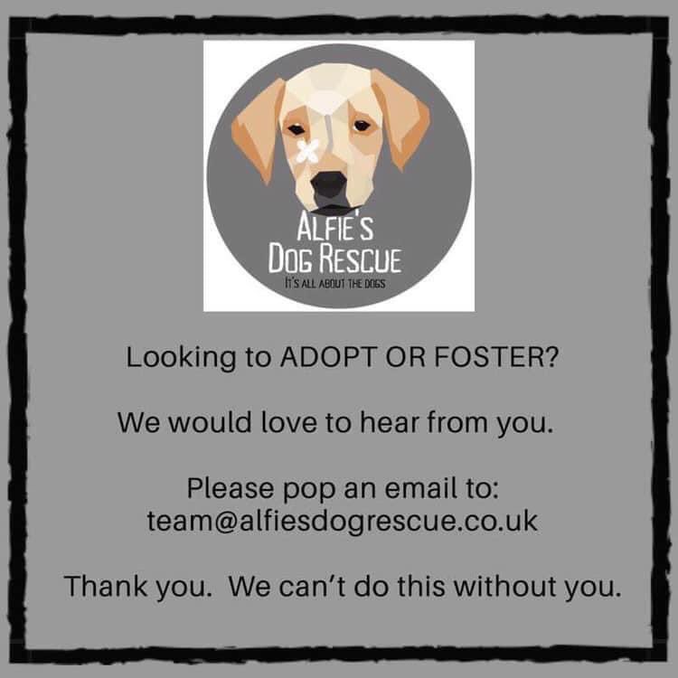 RescueAlfie's tweet image. #fosterfirst #helpout #rescuedogs #adoptdontshop