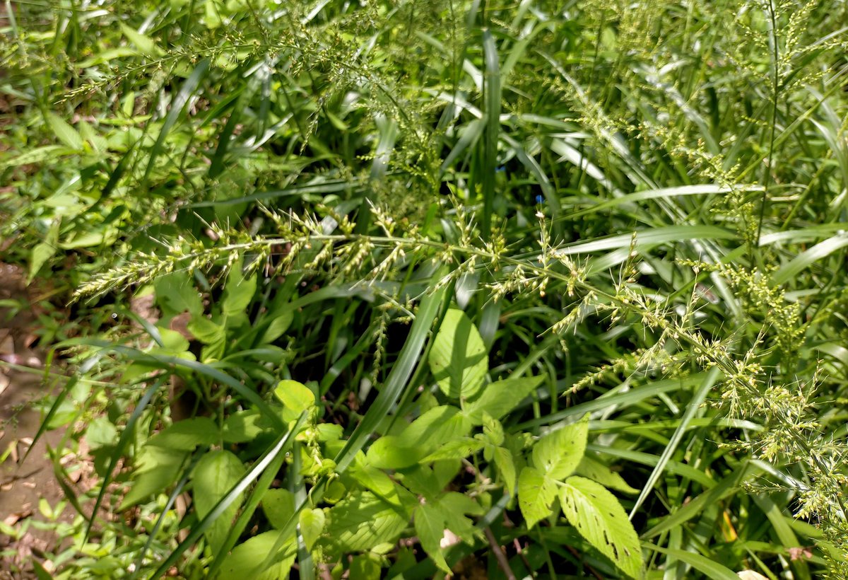 今いねぇ やけに植物に詳しい悟空 ちなみにこのイヌアワっちゅう草も 猫じゃらしの仲間 エノコログサ属 だ まだまだいっぺぇ 猫じゃらしの仲間がいっぞ T Co Juhgog1vua Twitter