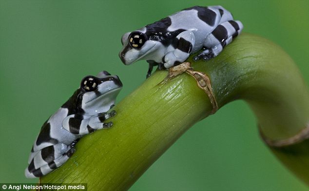 Weird_AnimaIs's tweet photo. The Mission golden-eyed tree frog or the Amazon milk frog. They reside in the Amazon Rainforest &amp; reach lengths of 10 cm.

(Photos: Blog With Omme) https://t.co/cvkT6NPoKM