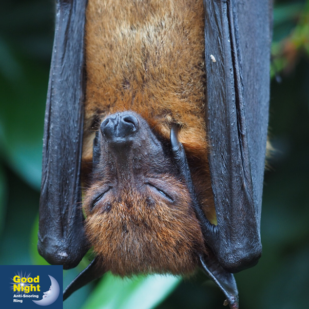 Sleeping positions can tell us a lot about our personalities. If you sleep on your back with your arms by your sides it's said you take yourself seriously, have high expectations for yourself and hold a stiff upper lip. 

#goodnightantisnoringring #sleep positions #sleeping