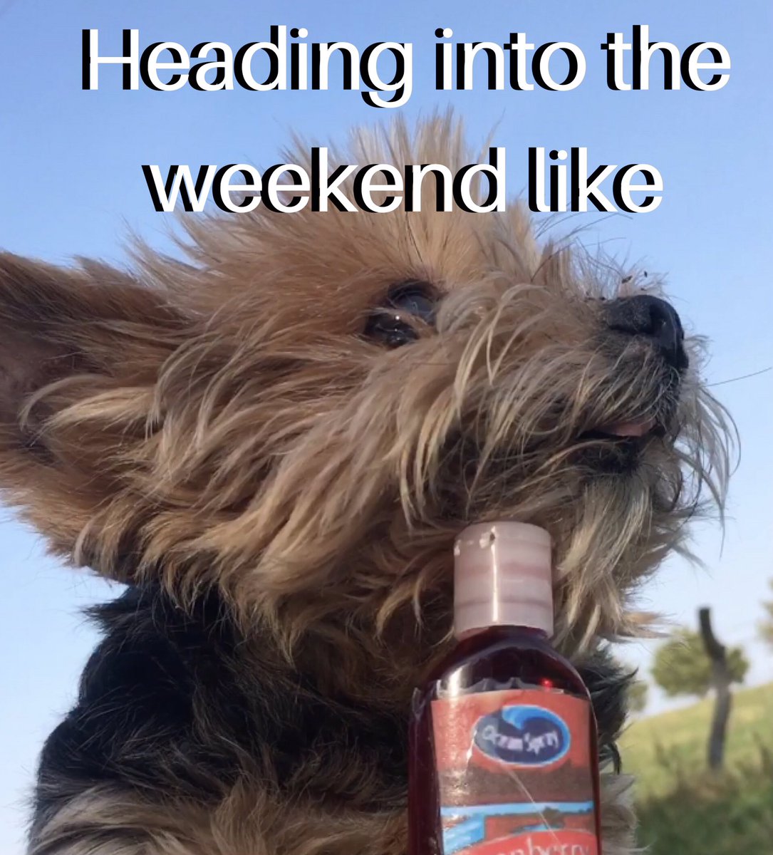 LarkspurTC's tweet photo. Heading into the #weekend like                                            at #larkspurtwincreeks #headingintotheweekendlike #weekendvibes #oceanspray #dogsofinstagram #dog https://t.co/hRq8s369qG