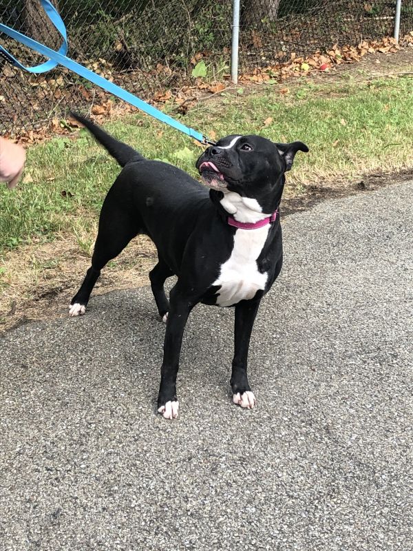greene_humane's tweet photo. Everyone meet Ebony, an energetic pit terrier looking for a good family home. Ebony is very friendly but prefers homes without other pets. For more information about adopting Ebony, click below⬇️⬇️⬇️
https://t.co/z5lvvkd6se https://t.co/fxK17cbqzB