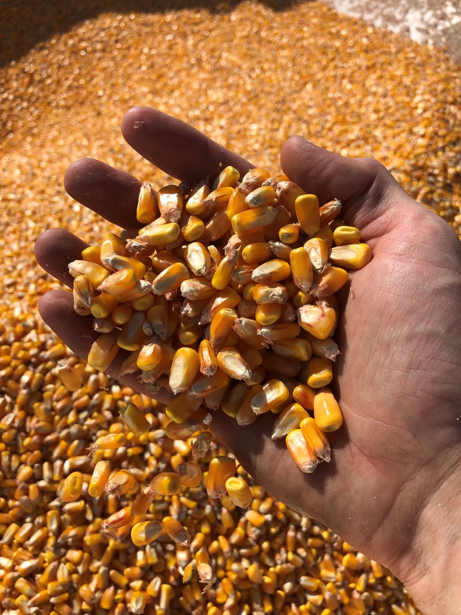 🚨STOPPEZ TOUT🚨#WinterIsComing 
Bien sûr que non il ne neige pas encore. C’est l’équipe DEKALB qui récolte ses essais développement pour déterminer les nouvelles variétés 🌽 #EBREED performantes de demain. Dans nos mains 🥇#DKC5404 

#MaïsDEKALB