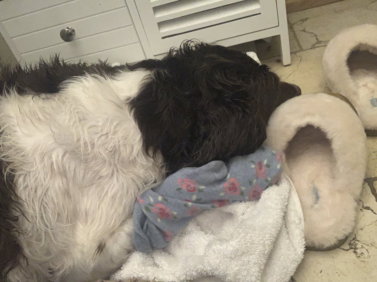 Any remedies for doggies who’ve run through nettles? Poor pupper has stingy paws, I’ve got him in my socks at the moment but they won’t stay on for long ☹️