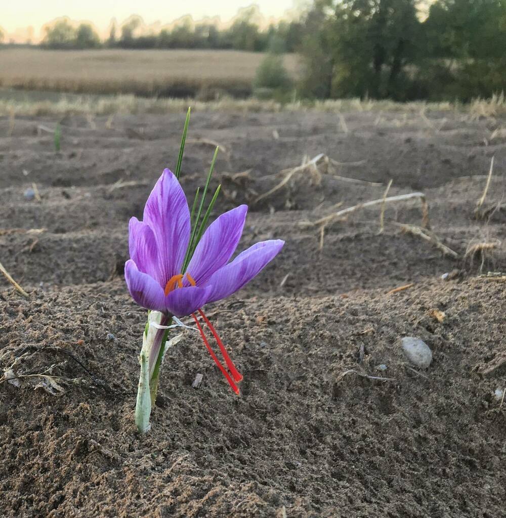 TrueSaffron's tweet photo. Solo Saffron.
.
.
.
.
.
#now #happiness #joy #safran #saffron #truesaffron #nature #life #love #peace #photography #naturephotography #photographer #garden #foodporn #food #yummy #yum #spice #flowers #chef #cheflife #instagood #family #friends #cute #ha… https://t.co/RWvQrQJJl0 https://t.co/MVOy42wcMJ
